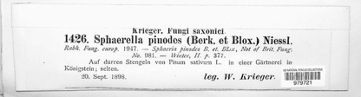Didymella pinodes image